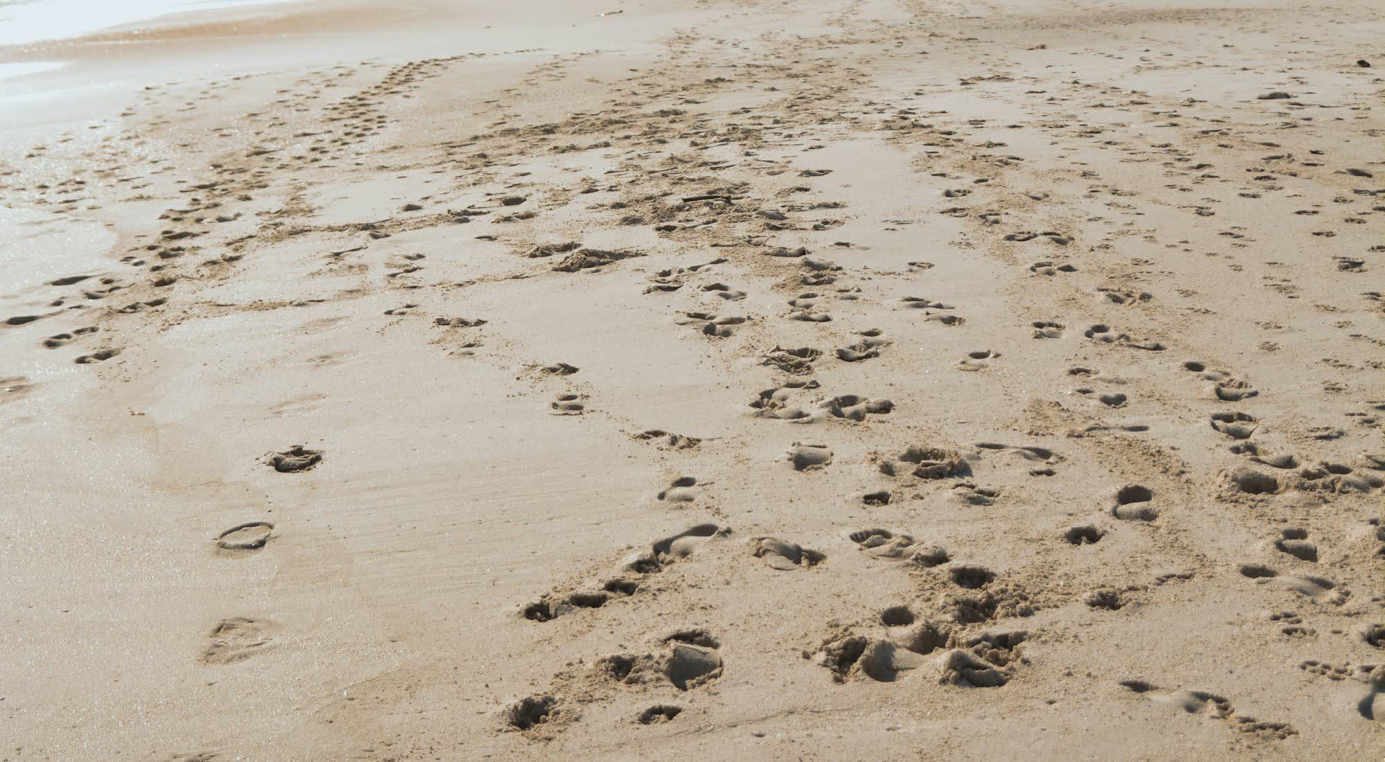 Footprints crossing wet sand near the waterline