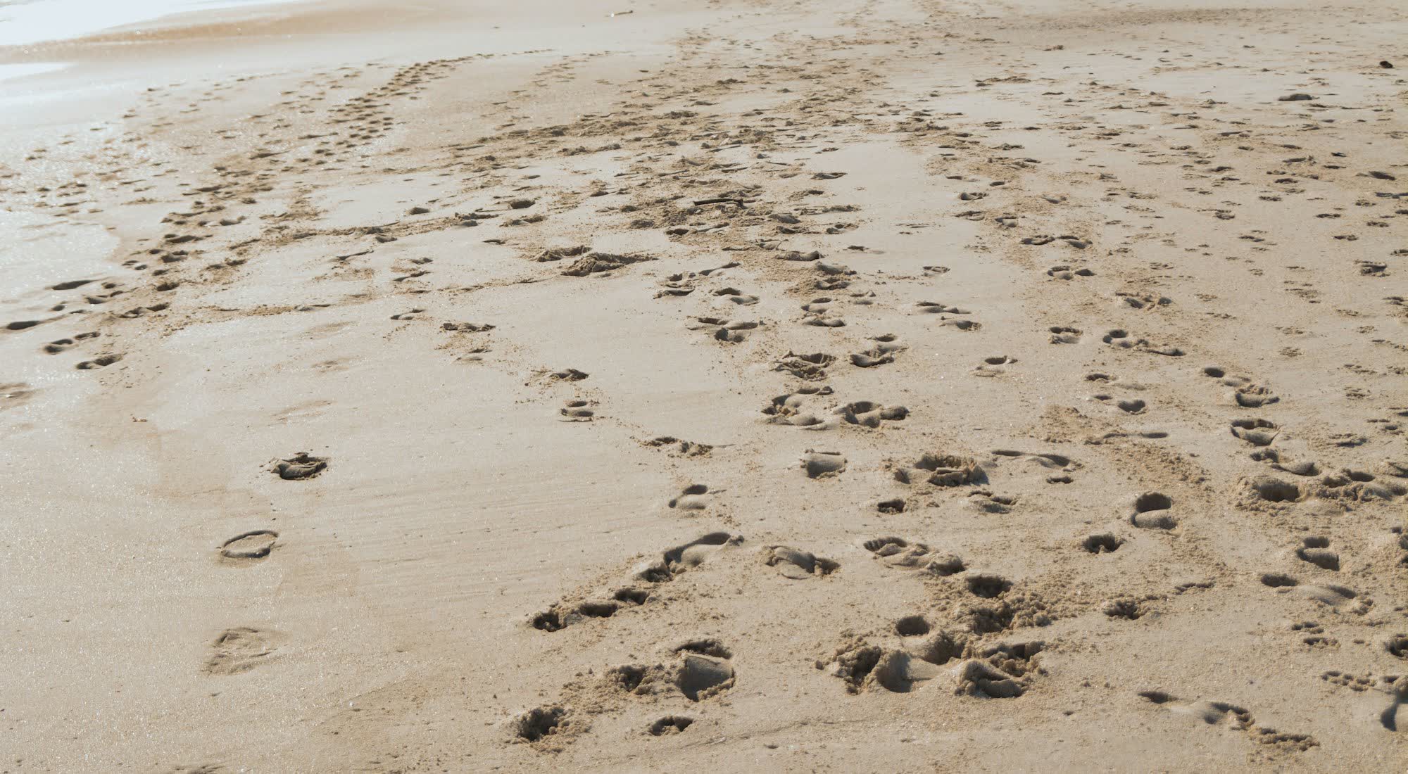 Wind-rippled gray sand